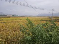 Zixuan Homestay - غرفة مطلة على الجبل