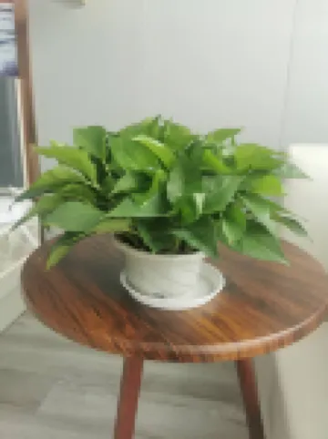 庫車金豪大飯店