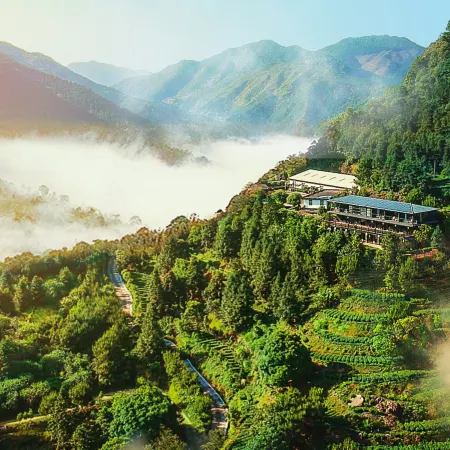 Yue Shan Tea Estate
