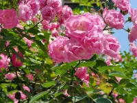 Moye Suixin Homestay