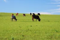 Damaoqi Shilamuren Amani Meal Package Hotel