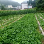 Hefeng Yuangui Homestay