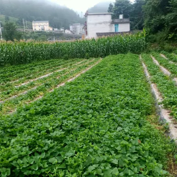 Hefeng Yuangui Homestay