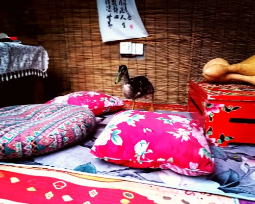 Xixi Guesthouse Photos