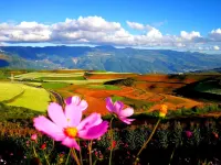 hong tu di  zhang jia da yuan  homestay Hotels in Dongchuan District