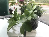 Beihu Xiaozhu Guesthouse