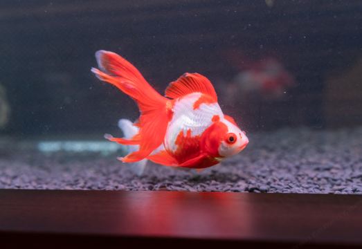 5. 나하 신토신 호..