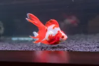 Naha Shintoshin Hotel فنادق في ناها