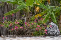 Msambweni Beach House and Private Villas - Villas