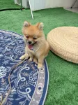 Nalian Nating Guesthouse - pet friendly