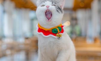 Shanye Shanye Hot Spring Hotel(Rear Mount Qingcheng