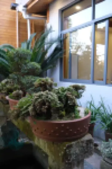 Wuyi Mountain Chunji Mountain Resort