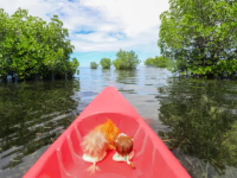 The Funny Lion - Puerto Princesa Hotels in Palawan