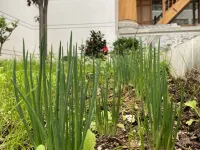 Shangri-La Yangkuo Chinese Inn Homestay Hotels in der Nähe von Pudacuo National Park