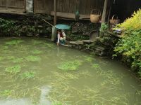 望山生活婺源巡检司蜂巢木屋 - 酒店附近