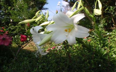 ホテル周辺 ホテルリゾネックス名護の写真