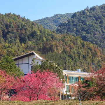 Xinfeng Senlai Dafeng Tea Manor
