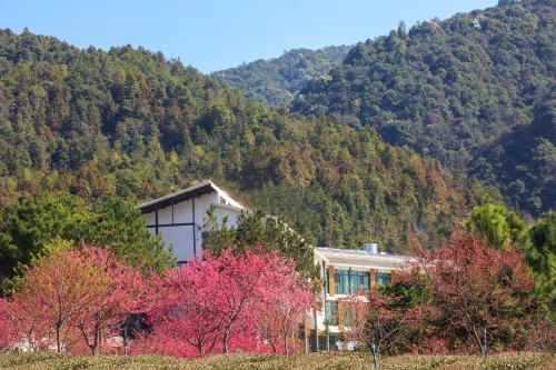 Xinfeng Senlai Dafeng Tea Manor