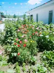 Youyou Farm Stay - Evcil Hayvan Kabul Edilen Alan