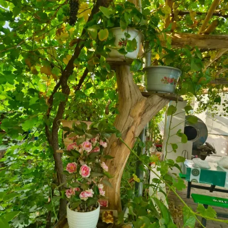 Fengxing Homestay (Putao Valley Scenic Area)