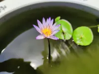 Lakeside Garden Hotel