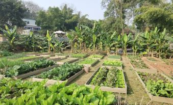 Sancha Lake Balang's Yard