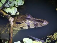 Grand Amazon Lodge and Tours - All Inclusive - 3 Sao