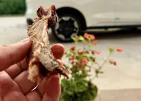 Hongya Kaijinyuan Homestay - 2 Yıldız
