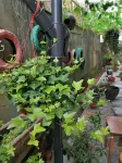 Wenjunge Boutique Hostel - Bondegårdsophold