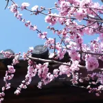 There is a Guesthouse in Lijiang