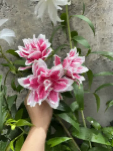 芒果飯店（利川火車站店）