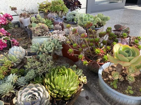 Hanyuan Liyuan Light Luxury Homestay Отели рядом с достопримечательностью «Jiuxiang Ancient Town»