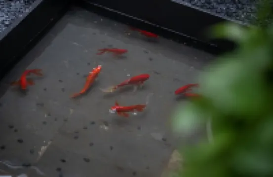 武夷山青山見度假別墅（三姑度假區濱溪公園店）