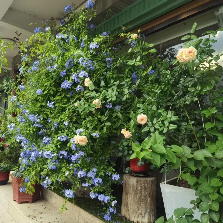 Oriental Charm Hotel (Gutian Site Tourist Center Branch)