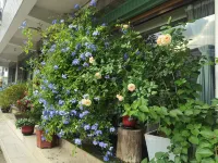 Oriental Charm Hotel (Gutian Tourist Center Store)