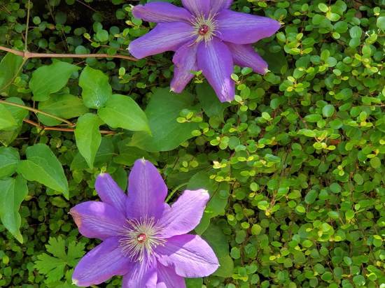 Yufuin Floral Village 湯布院フローラルビレッジ 由布 宿泊予約 安い料金プラン 口コミ 部屋写真 Trip Com Yufuin Floral Village 湯布院フローラルビレッジ 由布 宿泊予約 安い料金プラン 口コミ 部屋写真 Trip Com
