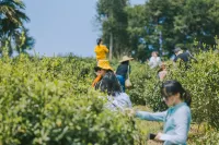 Heart of the Mountains · Jiayi Homestay