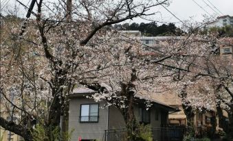 Sakura Kaoru Near Station and beach