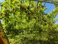 Turpan Momingpinju Homestay (Grape Valley Scenic Area Qingwa Lane) Hotels in Turpan