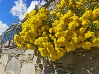 Siguniangshan Sishan Homestay