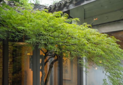 Fortune Yard