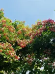 Xuwen Haiquan Homestay Hotels near Denglou Cape
