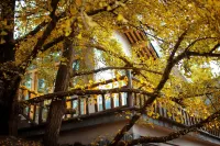 Ginkgo Village Hotels in Ginkgo Village