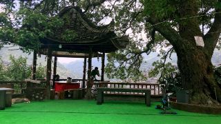 xijiang-flower-blooming-pinellia-panoramic-guesthouse