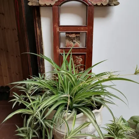 Zijin Yuji Homestay