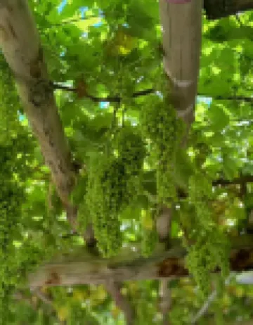 Homestay under the Grape Vine