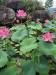 Xiangshan yezi hotel