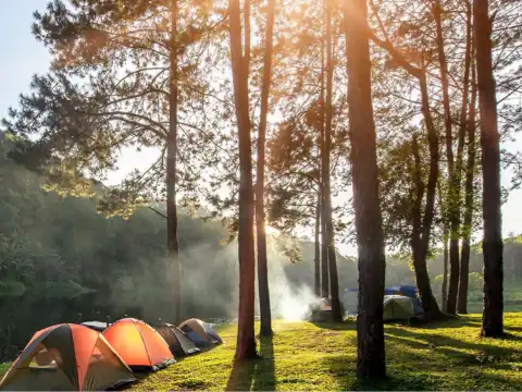 オリーブ・ブランチのホテル