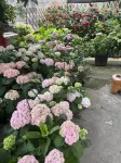 Zhaohui Homestay