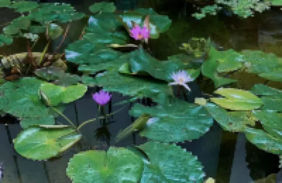 居無竹民宿（何園皮市街店）